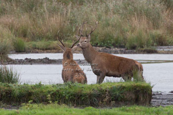Red Deer photography by Betty Fold Gallery Hawkshead Cumbria